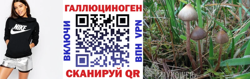 Купить где  Буй  Галлюциногенные грибы Psilocybine cubensis 