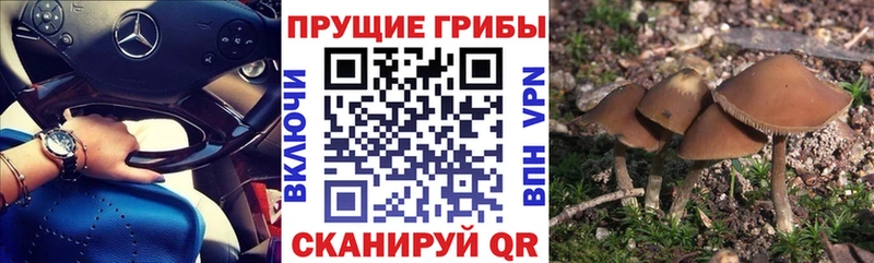 Псилоцибиновые грибы прущие грибы Буй